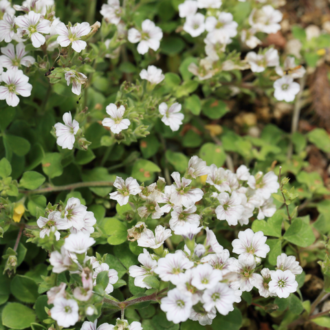 Gypsophila paniculata White 1.5L