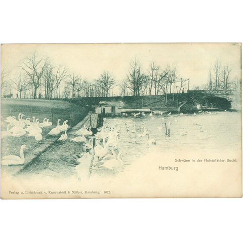 Hamburg, Germany – Swans in Hohenfelder Bay Postcard Early 20th Century