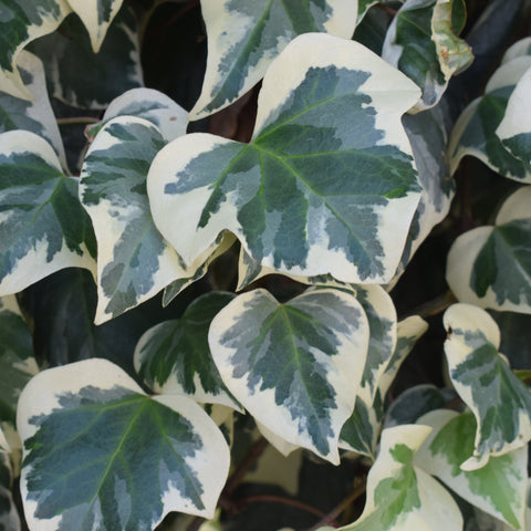 Hedera Helix 'Marginata Elegantissima' Kletter-Efeu 1m