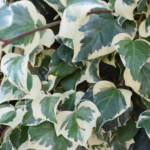 Hedera Helix 'Marginata Elegantissima' Kletter-Efeu 1m