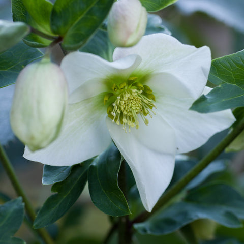 Helleborus nyger 'Christmas Carol' | Christrose | Helleborus | 9 cm – 2 l erhältlich