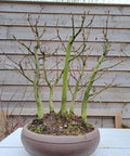 Hornbeam bonsai (Carpinus)