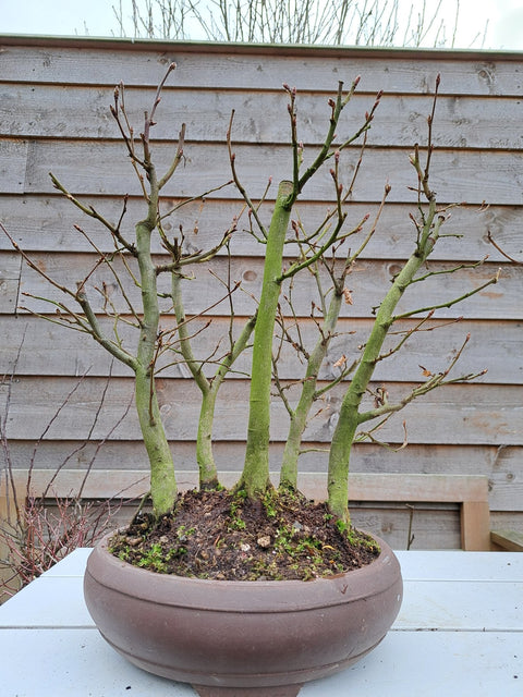 Hornbeam bonsai (Carpinus)
