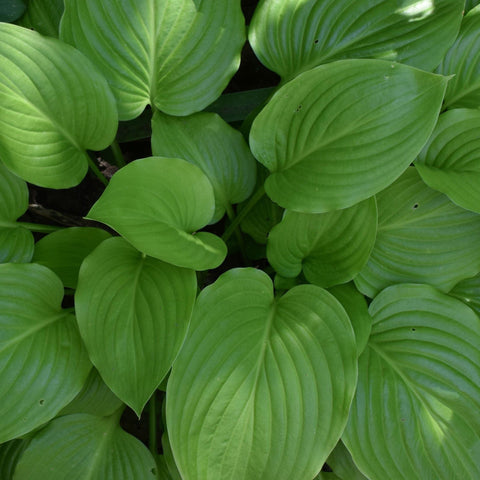 Hosta  'August Moon' 9cm / 2L