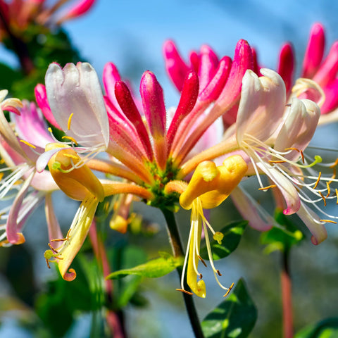 Geißblatt 'GoldFlame' | Lonicera japonica 60-70cm