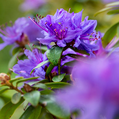 Dwarf Rhododendron 'Night Sky' 1L