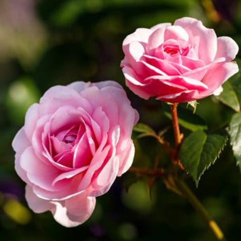 SONDERANGEBOT – Kaufen Sie 3 Rosen und erhalten Sie 10 % Rabatt