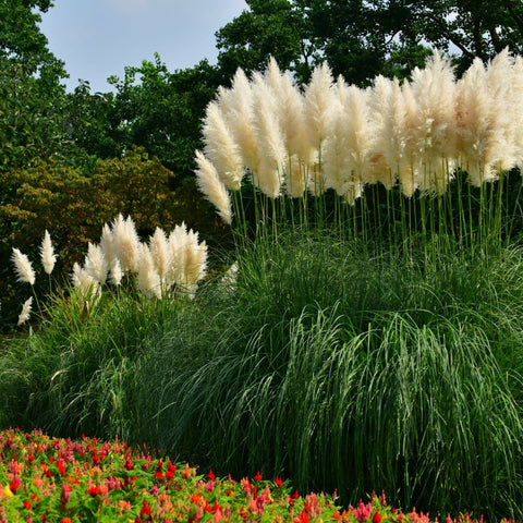 Pampas Grass - Cortaderia selloana Pumila 2L/5L