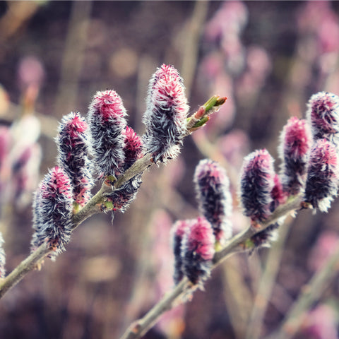 Salix gracilistyla 'Mount Aso' Strauch - Weidenkätzchen (Ich bin schwarze Katze) 3L