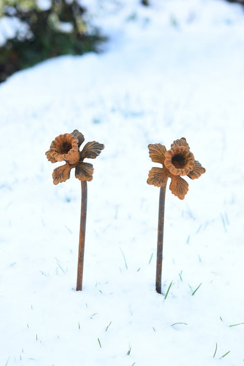 Rusty Metal Daffodil Flower