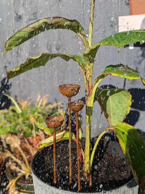 Small Rain Catcher Trio