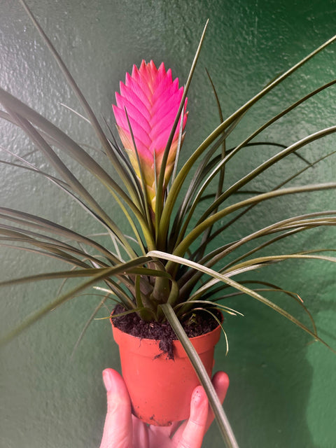 Tillandsia 'Cyanea' (Pink Quill Plant)