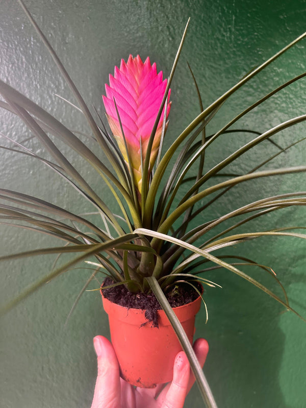 Tillandsia 'Cyanea' (Pink Quill Plant)