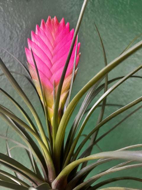 Tillandsia 'Cyanea' (Pink Quill Plant)