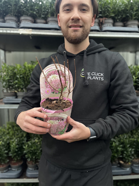 Hydrangea paniculata 'Pink Lady' 1L / 1.5L