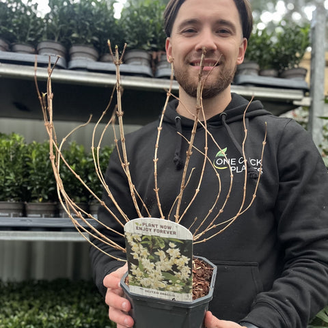 Deutzia gracilis 1L/2L