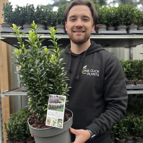 Euonymus fortunei 'Paloma Blanca' 9cm/1.5L/2L/5L (Multibuy Offers Available)