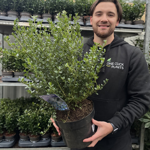 Ceanothus 'Victoria' (Lilas de Californie) 9 cm / 2 L / 5 L / 10 L