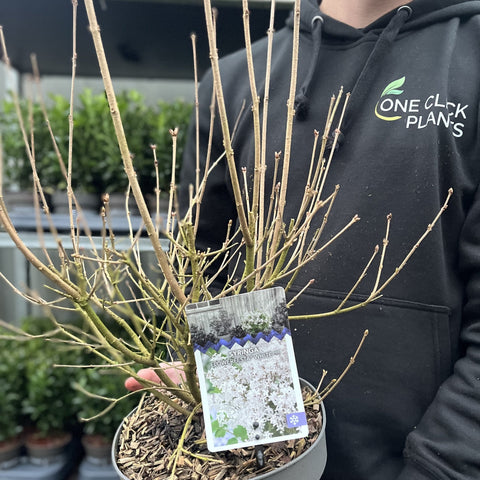 Syringa 'Flowerfesta White' Mini-/Zwergflieder 4,5L