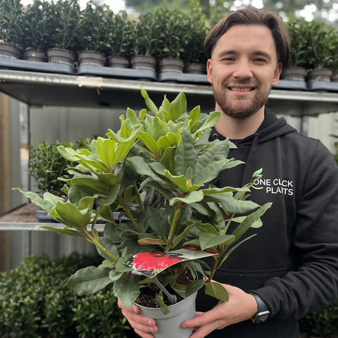Rhododendron 'Lord Roberts' 2L