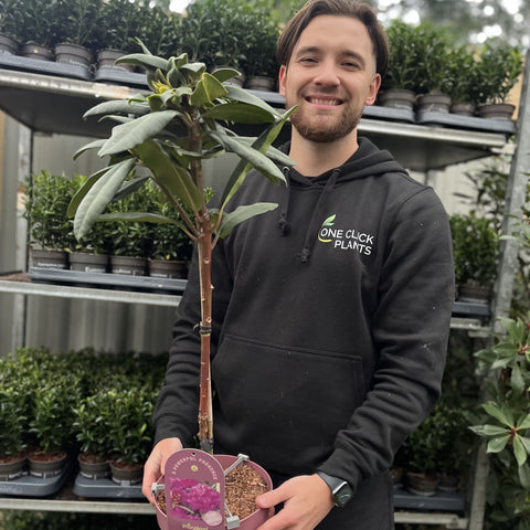 Patio Rhododendron 'Hercules' 80cm