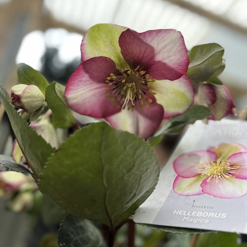 Christrose 'Frost Kiss' 3L