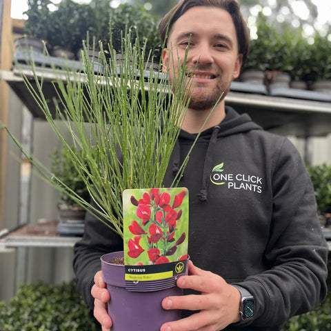 Cytisus x boskoopii 'Boskoop Ruby' 1,5L