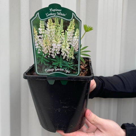 Lupine 'Gallery White' 9 cm / 2 l 