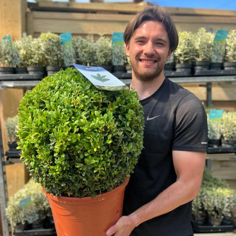 Buchsbaum/Formschnittball (Buxus sempervirens)