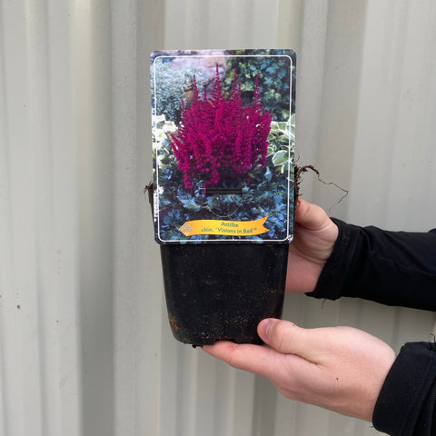 Astilbe 'Visions en rouge' 1,5 L