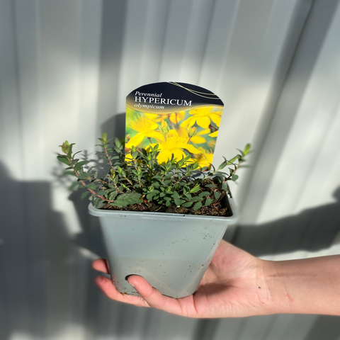 Hypericum olympicum Citrinum 1L