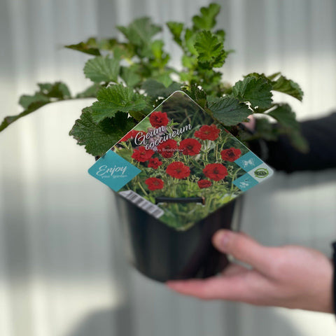 Pot Geum « Mrs Bradshaw » 9 cm/1,5 L/3 L