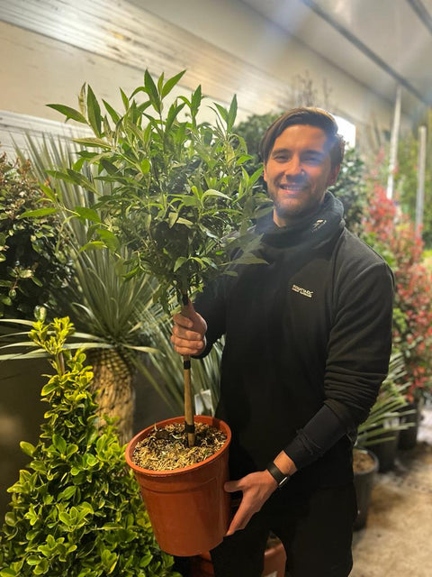 Buddleja Terrassenbaum - Mehrfarbig, 1 m (Mengenrabatte verfügbar)