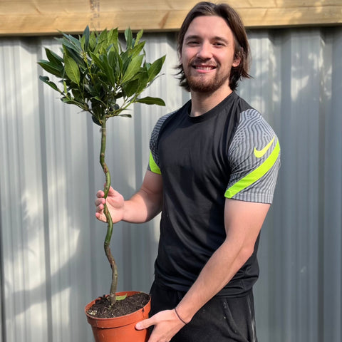 Twisted Stem Standard Bay Tree | Laurus nobilis | 90-100cm / 3FT (Multibuy Offers Available)