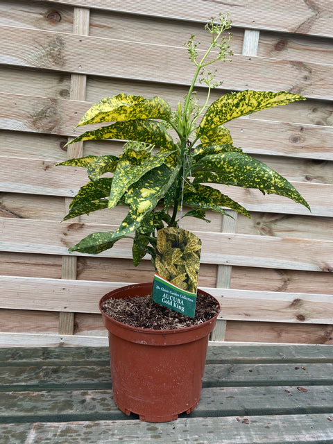 Aucuba japonica 'Gold King' (40-50 cm) 3L (Offres d'achat multiple disponibles)