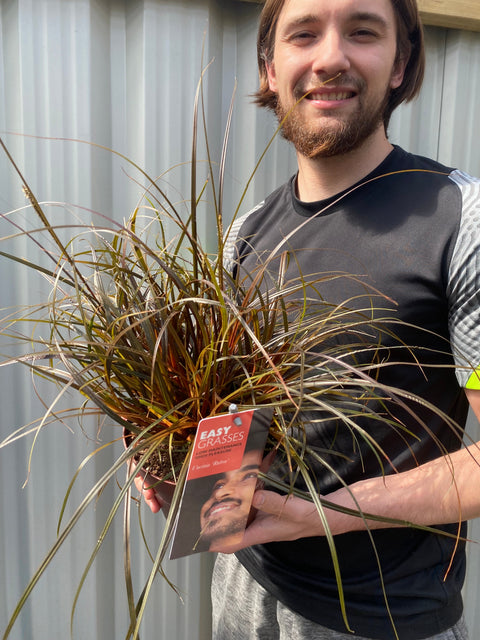 Uncinia 'Rubra' Ziergras 3L