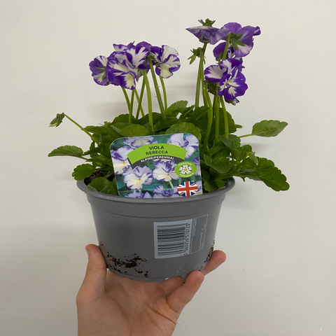 Viola - Rebecca 1,5 l