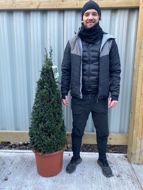 Eibenzapfen – Taxus baccata, 150 cm