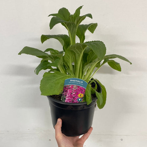Digitalis purpurea 'Dalmation Rose' 9cm/1.5L/3L