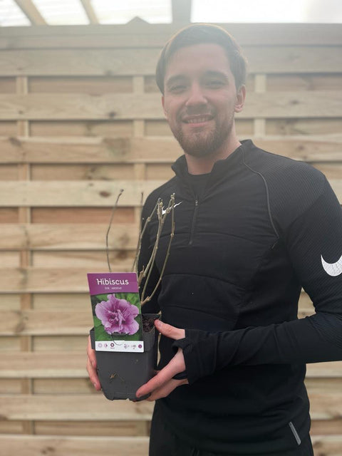 Hibiscus syriacus 'Ardens' 1,5L