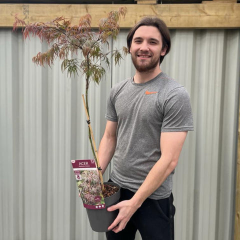 Acer palmatum dissectum 'Atropurpureum' Standard (100cm)