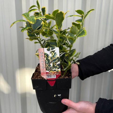 Ilex x altaclarensis 'Golden King' | Bunte Stechpalme 9 cm / 2 l