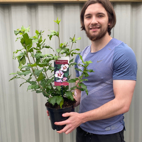 Hibiskus Syriacus 'Hamabo' 1,5L