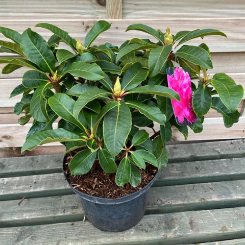 Rhododendron-Hybride 'Maxi Rose' 5L