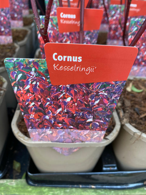 Cornus 'Kesselringii' – Schwarzer Hartriegel 1L / 2L