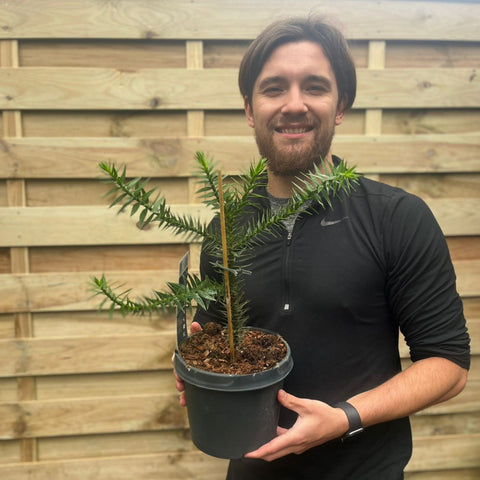 Araucaria Araucana | Andentanne