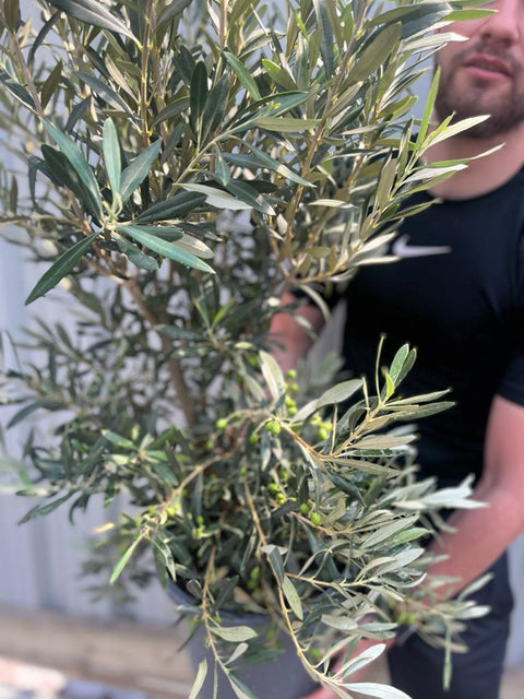 Olivier | Olea Europeana (3 tailles disponibles) 50-110 cm