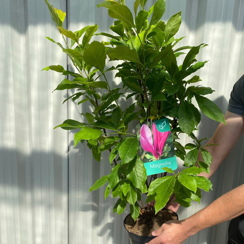 Magnolia 'Susan' 9cm - 3L