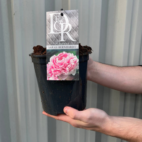 Peony 'Sarah Bernhardt' 1L