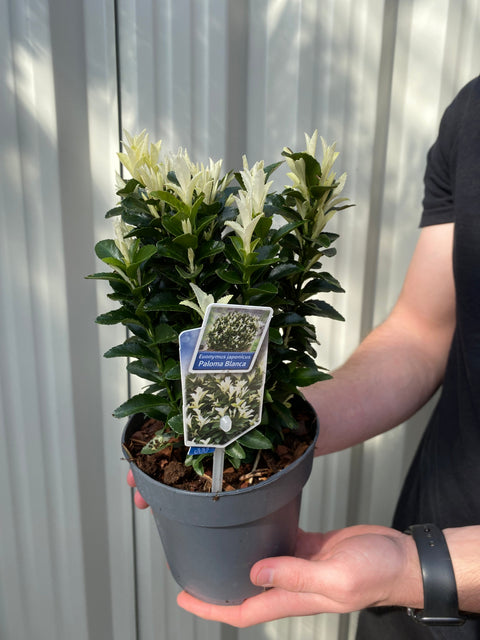 Euonymus fortunei 'Paloma Blanca' 9cm/1.5L/2L/5L (Multibuy Offers Available)